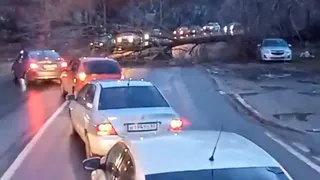 В Рязани на улице Ситниковской на дорогу упало дерево