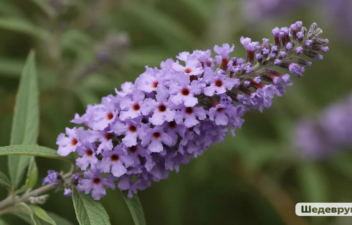Роскошный лиловый фонтан из ароматных гирлянд весь сезон: неприхотливый кустарник растет даже в бедных почвах и не требует особого ухода