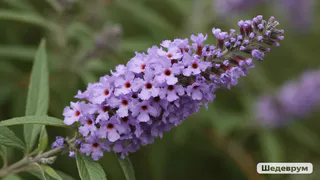 Роскошный лиловый фонтан из ароматных гирлянд весь сезон: неприхотливый кустарник растет даже в бедных почвах и не требует особого ухода