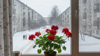 Как сохранить комнатную герань зелёной до весны: 5 ключевых шагов в декабре