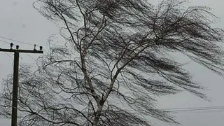 В МЧС предупредили рязанцев о мощных порывах ветра днем 26 марта