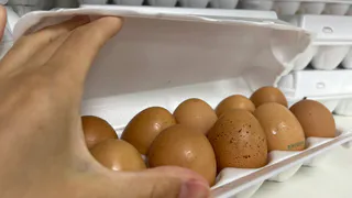 Производство яиц в России превысило внутренний спрос на 20%