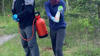 На липах в центре Рязани обнаружили непарного шелкопряда