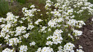 Эффектные многолетники для очень ленивых: цветут богато целое лето и не требуют к себе внимания