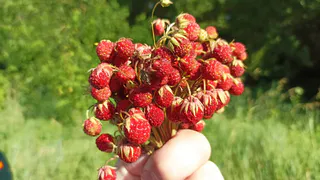 Ученые назвали самую полезную ягоду на лето — не клубника, не малина и в два раза полезнее вишни