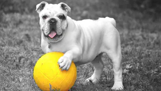 Лучше знать заранее: 7 проблем мелких пород собак, с которыми вы столкнетесь - узнайте, пока не поздно