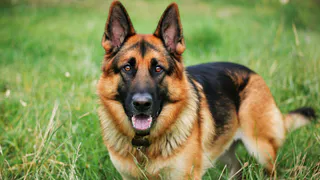 В трех районах Татарстана ввели карантин из-за бешенства