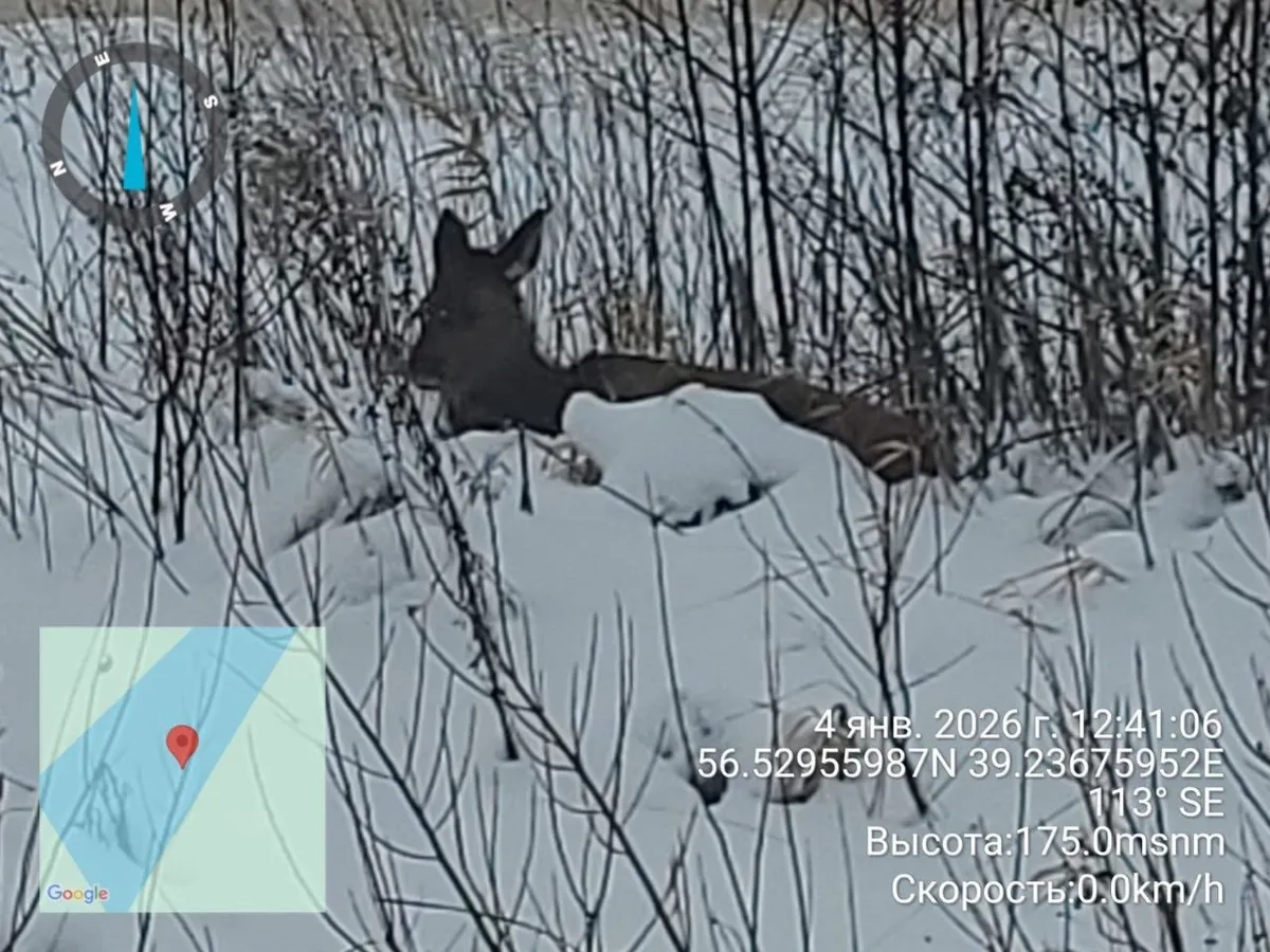 Во Владимирской области обнаружили одинокую особь пятнистого оленя