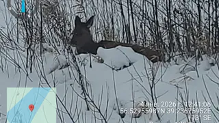Во Владимирской области обнаружили одинокую особь пятнистого оленя