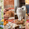 Выберите котенка, который вам больше всего нравится, и узнайте скрытую сторону вашей личности