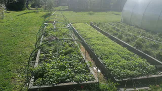 Всего 2 литра на ведро — и даже «каменная» почва станет легкой и рыхлой: плохой грунт теперь как чернозём, соседи завидуют урожаю