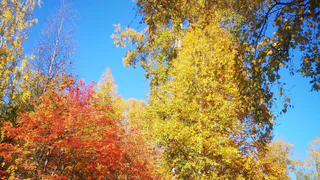 Южный ветер и до +23°С ожидаются в Чувашии 3 октября