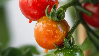 У всех фитофтора, у меня – томатный рай: простой трюк с морозилкой и опрыскиванием дают здоровый и большой урожай