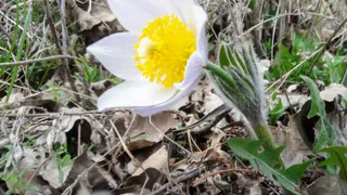 В Магнитогорске проснулись редкие ядовитые цветы