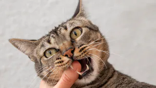 Почему нельзя кошкам трогать лапки - запомните раз и навсегда