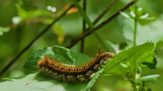 ЭРА объявил сбор отработанного машинного масла для борьбы с шелкопрядом