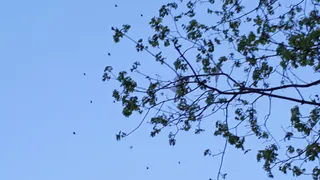 Нашествие майских жуков на Рязань - комментарии энтомолога