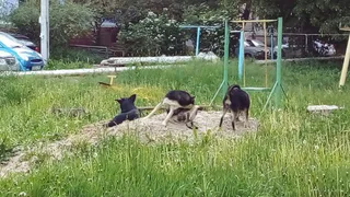 Народный контроль: на Мехзаводе бездомные щенки облюбовали детскую площадку