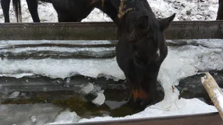 По ситуации в Дивово, где от голода умирают десятки лошадей, не стали заводить уголовное дело
