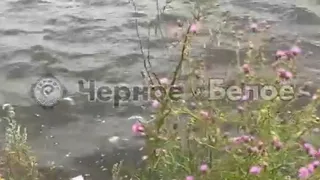 Рыба в магнитогорском "Притяжении" погибла из-за некорректного кормления посетителями