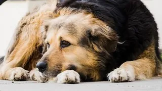 Жительница Кольчугина сбросила собаку с балкона пятиэтажного дома