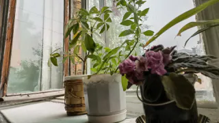 Цветы-вампиры: эти комнатные растения запрещено держать дома - они ядовиты