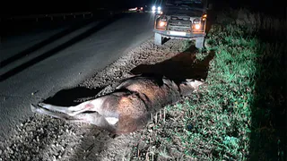 Лось погиб: в Нижнекамске иномарка сбила дикое животное