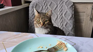 Кормите кота так - и он проживет на 5 лет дольше. Инструкция для всех пород