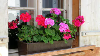 Срочно уберите этот цветок из дома: он приносит несчастье и горе, вопреки всем приметам. Будут одни беды