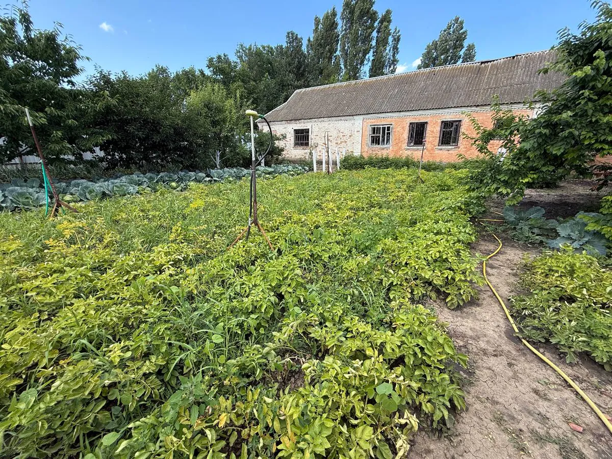 Дачники, 2 самых топовых сорта картошки: Рассыпается во рту, урожайность - 450 кг с сотки

