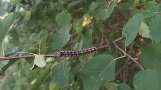 Эколог Черная: парки Рязани срочно нуждаются в обработке от непарного шелкопряда