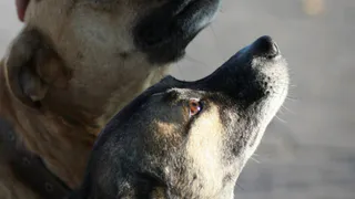 36% рязанцев любят больше собак, чем кошек