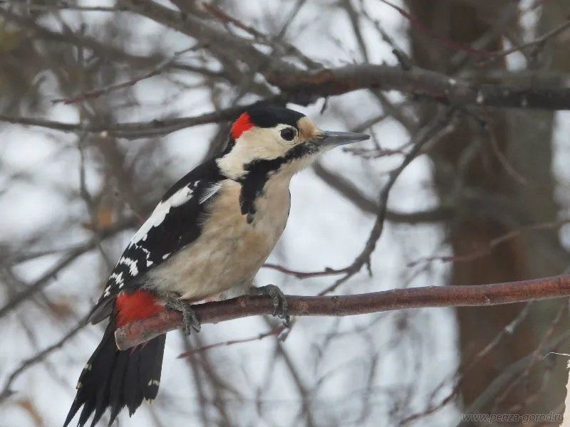 В администрации Пензы рассказали, какие птицы остались на зимовку