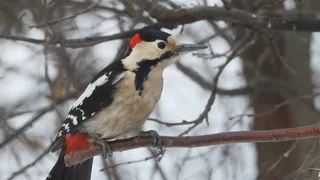 В администрации Пензы рассказали, какие птицы остались на зимовку