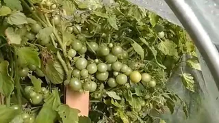 Экзотическая внешность и пустой вкус: сорт, который я вычеркнул навсегда