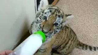 В интернете набирает обороты петиция против передачи тигренка в цирк