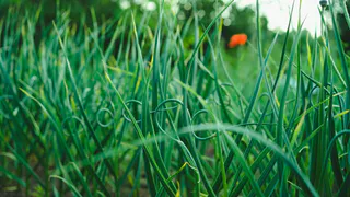 Чеснок растёт как на дрожжах! 3 ложки этого средства — и листья зелёные, а головки размером с кулак 