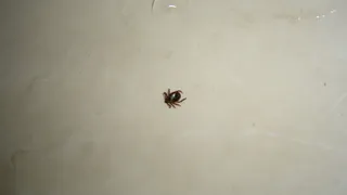 Шесть фактов о клещах, которые вы, вероятно, не знали