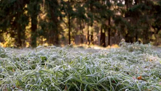 2 мая ожидаются заморозки до минус двух градусов