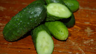 Эти огурцы можно выращивать дома: получатся маленькие, плотные и хрустящие — 6 сортов для балкона и подоконника