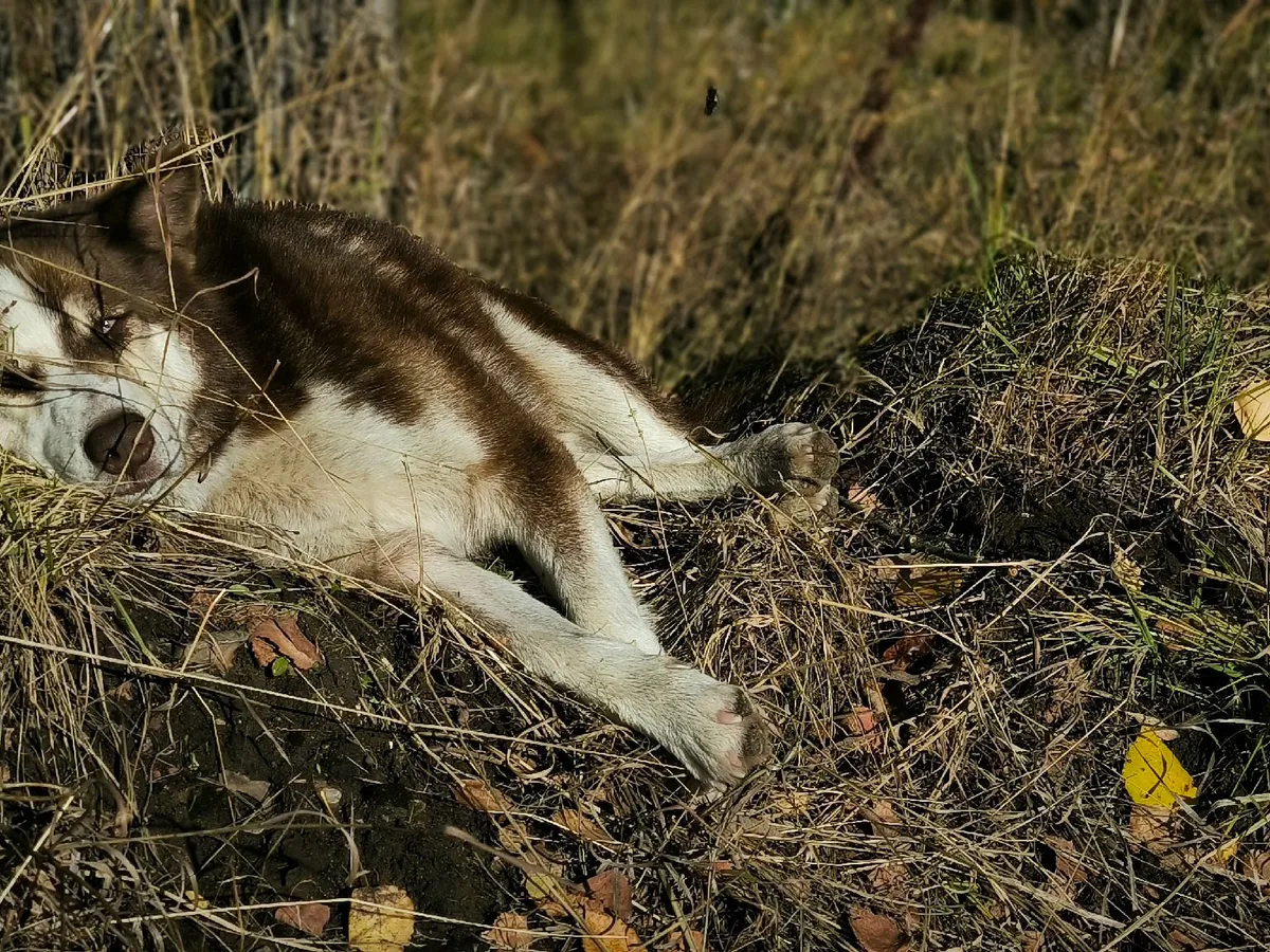 Прокуратура Магнитогорска добилась создания зон для выгула домашних животных
