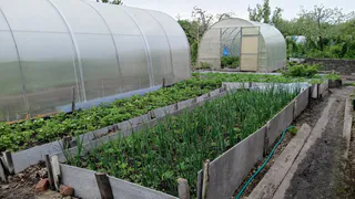 Посыпала этим грядку в начале июня — больше луковой мухи не видела: на перьях ни одного желтого пятна не появится за сезон