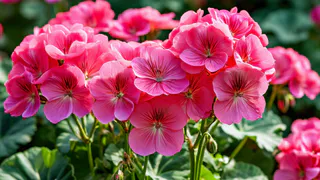 Не янтарную кислоту: крошу в воду для гераней другую мощную таблетку — кустятся и цветут как в последний раз