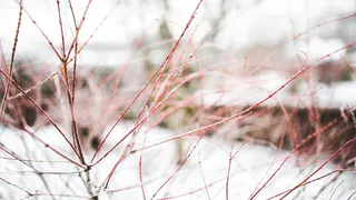 Май утроит в Челябинской области температурные качели