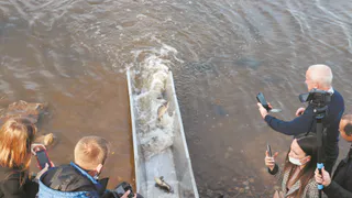 Экологи-нефтехимики выпустили мальков рыб в Каму