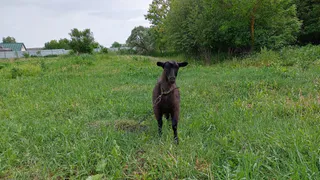 Прожили в деревне 15 минут и поняли, на чем тут нужно зарабатывать: узнали новый способ разбогатеть - а ведь хотели завести корову