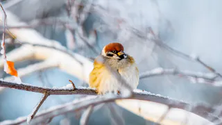 Морозное воскресенье: в Татарстане 25 января температура опустится до -26°

