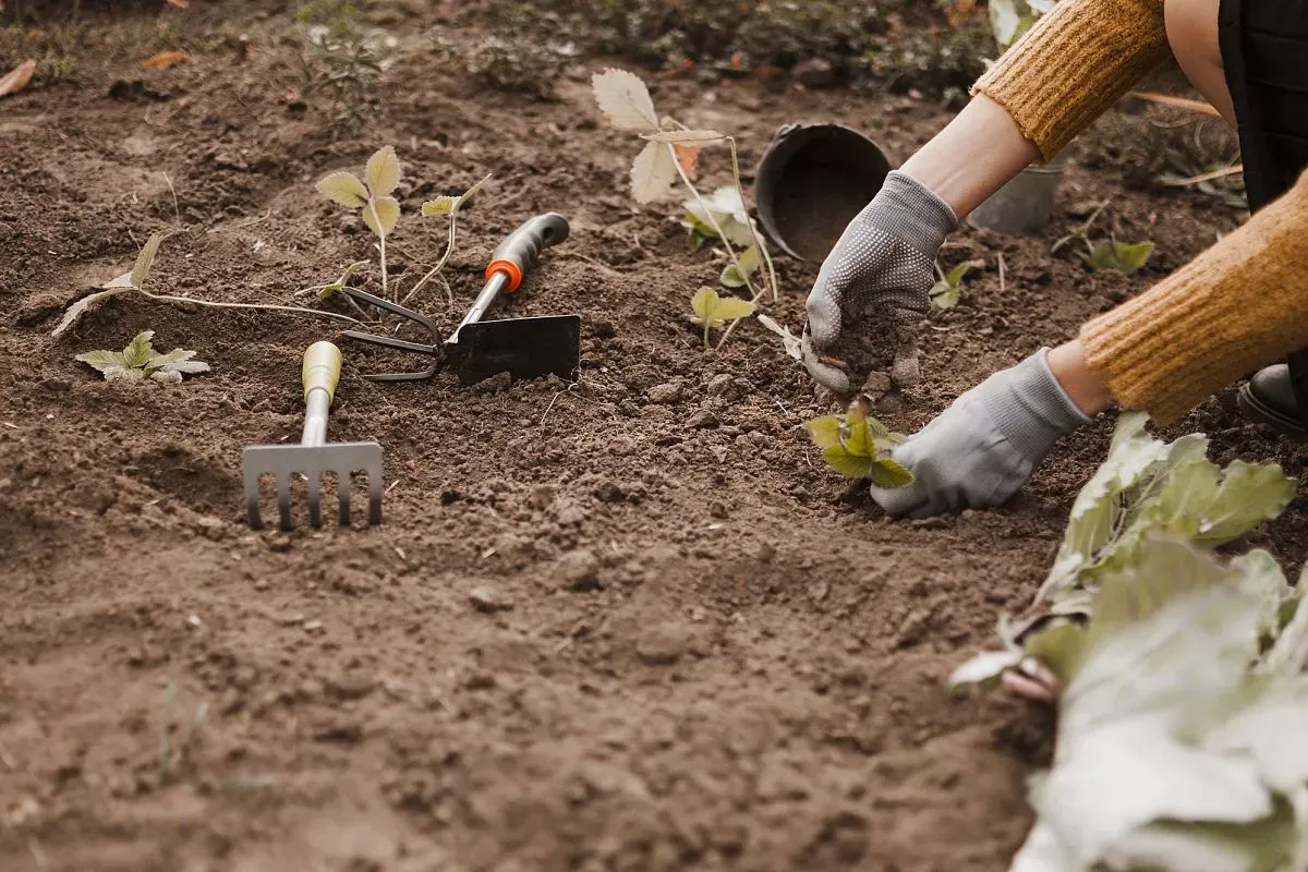 Соседи возят навоз тачками, а я просто разбрасываю в огороде эти семена – и сижу спокойно: почва сама восстанавливается