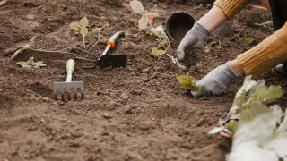 Соседи возят навоз тачками, а я просто разбрасываю в огороде эти семена – и сижу спокойно: почва сама восстанавливается