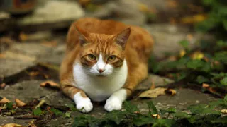 Брянцам на завтра прогнозируют 17 градусов тепла